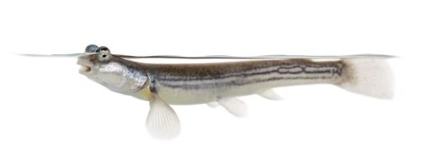 eye fish|About Us .